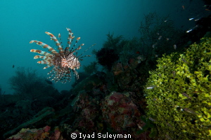 Lionfish by Iyad Suleyman 